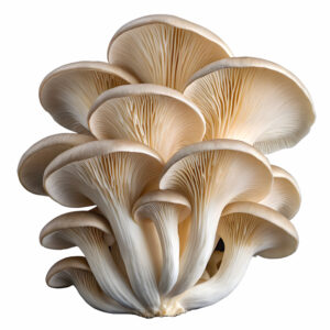 İstiridye Mantarı (Pks)